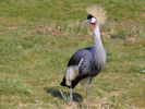 Grey-Crowned Crane (WWT Slimbridge April 2013) - pic by Nigel Key